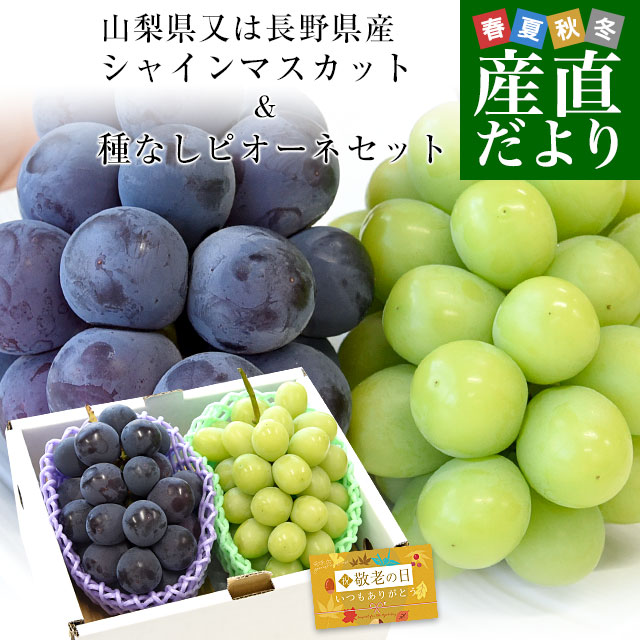 優秀品　優秀品シャインマスカット　産地直送　山梨　ぶどう　果物 シャインマスカット | 山梨の果物ギフト・オンライン直売なら