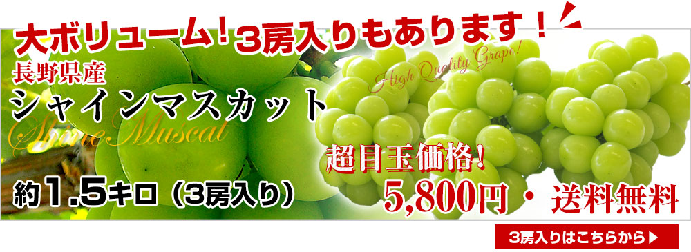 長野県産 シャインマスカット 約1キロ（2房）送料無料 ぶどう ブドウ