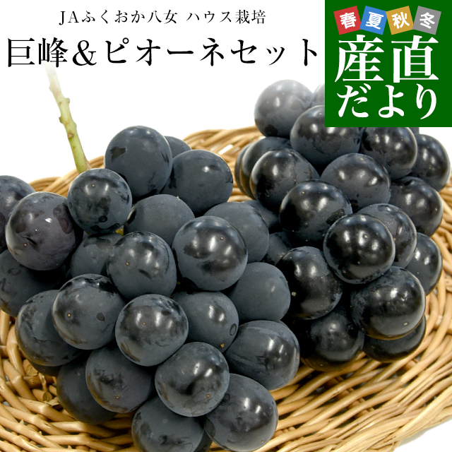 福岡県 JAふくおか八女 巨峰＆ピオーネセット 約1キロ(500g×各1房) 秀品送料無料 黒ぶどう 葡萄 ブドウ クール便 お中元 ギフト｜sanchokudayori