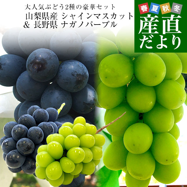 山梨県産 シャインマスカット＆長野県 ナガノパープル 各1房 合計900g以上 送料無料 ぶどう 葡萄 ぶどうセット｜sanchokudayori