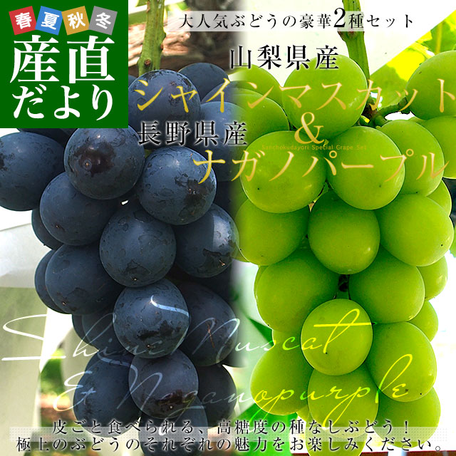 山梨県産 シャインマスカット＆長野県 ナガノパープル 各1房 合計900g以上 送料無料 ぶどう 葡萄 ぶどうセット｜sanchokudayori｜02