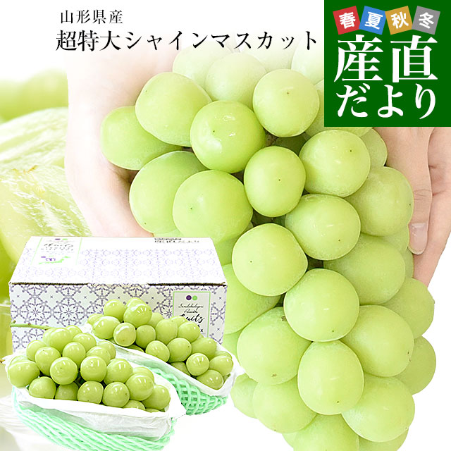 山形県産 超特大シャインマスカット 約1.6キロ(2房) 送料無料 山形県産 超特大シャインマスカット 約1.6キロ(2房) 送料無料