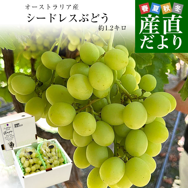 皮ごと食べられる！高糖度！シードレスぶどう オーストラリア産 約1.2キロ（約600g×2入）送料無料 種なしぶどう 輸入ぶどう 海外ぶどう
