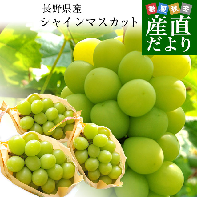 紫陽花　長野シャインマスカット約4.5kg 紫陽花様専用 長野シャインマスカット約4.5kg（フルーツ |）