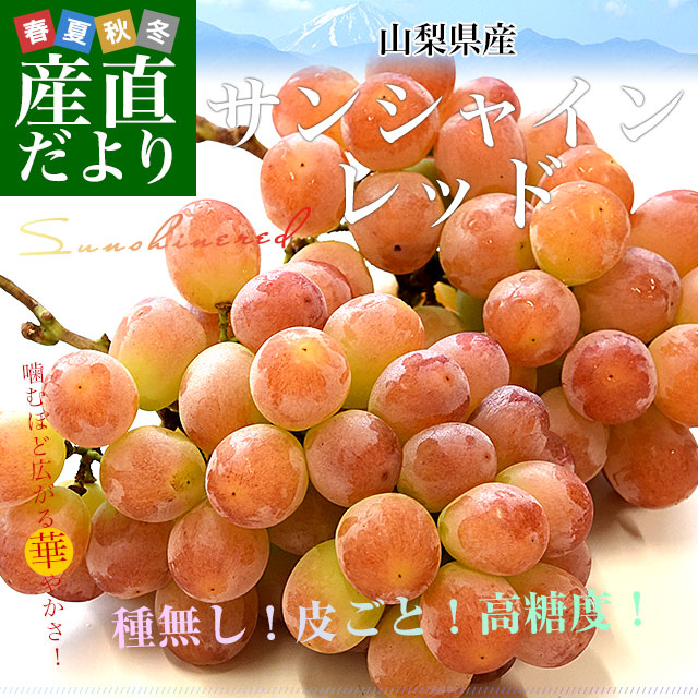 山梨県産 サンシャインレッド 約900g（2房） 送料無料 種無しぶどう