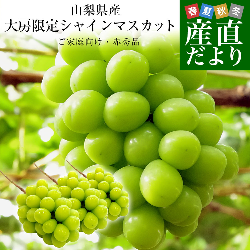 山梨県産 大房シャインマスカット ご家庭向け・赤秀品 1.1キロから1.2