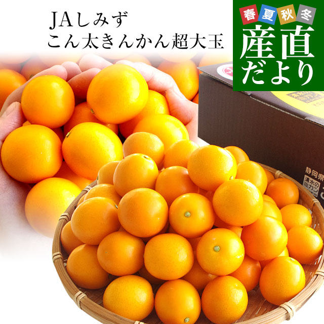 静岡県産　JAしみず　こん太きんかん　超大玉4L以上　秀品　約1キロ　金柑　キンカン 送料無料｜sanchokudayori