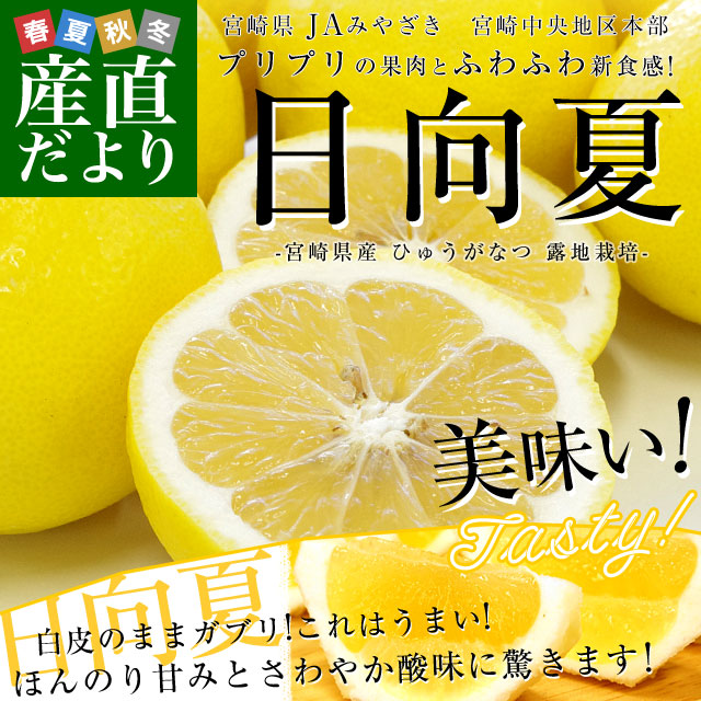 宮崎県より産地直送 JA宮崎中央 日向夏 露地栽培 2.5キロ化粧箱