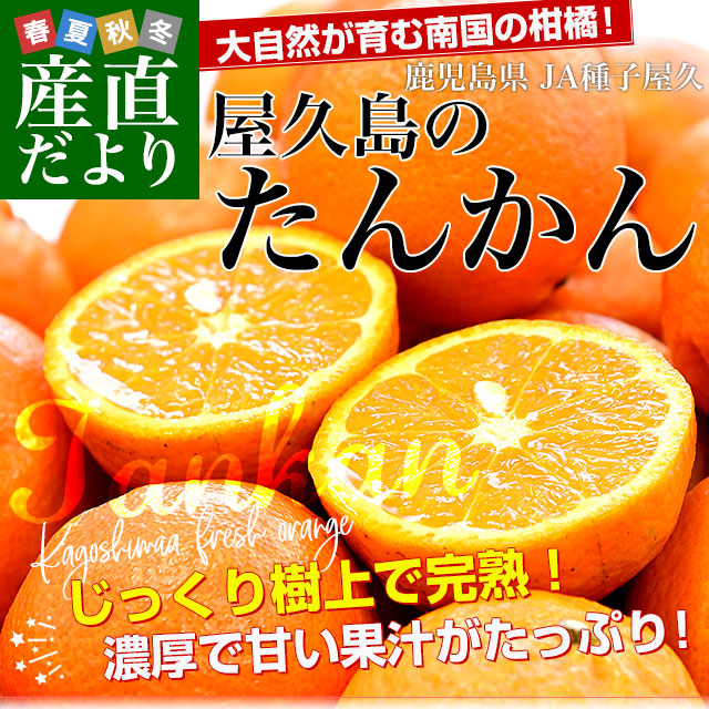 鹿児島県産 JA種子屋久 屋久島のたんかん 約2.8キロ MからSサイズ (22玉から28玉前後) 送料無料 柑橘 オレンジ タンカン 市場発送｜sanchokudayori｜02