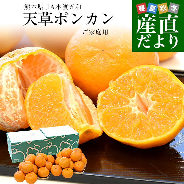 家計応援価格！】熊本県から産地直送 JA本渡五和 天草ポンカン ご家庭
