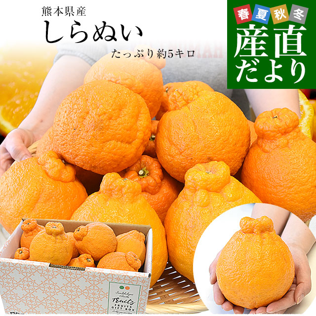 和歌山県より産地直送 JAわかやま 紀の里地域本部 たねなし柿 大玉3L