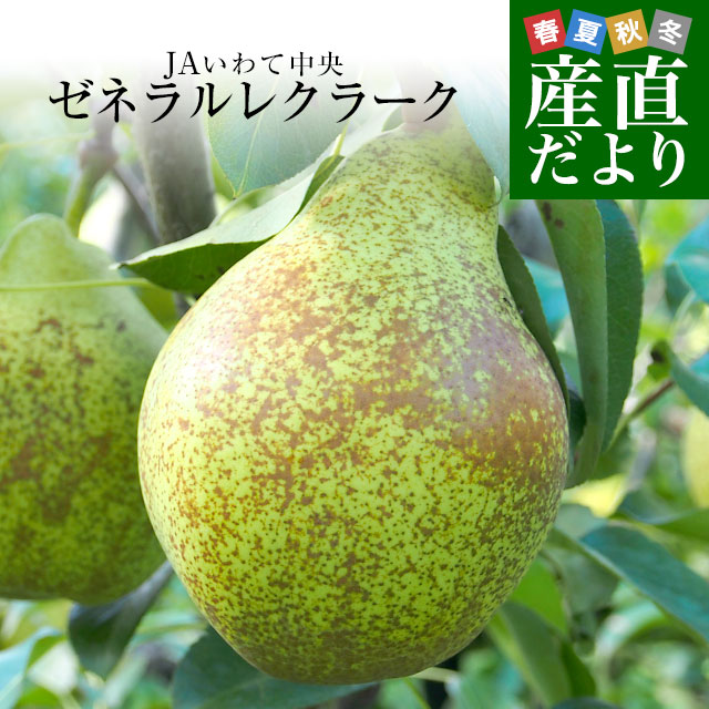 岩手県より産地直送 JAいわて中央 洋梨 ゼネラルレクラーク5キロ(10玉から16玉) なし ナシ 送料無料