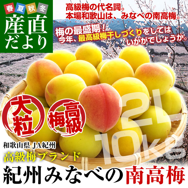 和歌山県産　JA紀州　みなべの南高梅 　2Lサイズ　10キロ 梅 梅干 梅干し 梅酒 梅サワー 梅ジャム うめ　ウメ｜sanchokudayori｜02