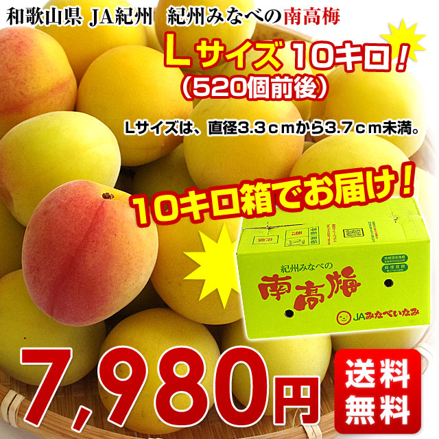 和歌山県産　JA紀州　みなべの南高梅 　Lサイズ　10キロ 梅 梅干 梅干し 梅酒 梅サワー 梅ジャム うめ　ウメ