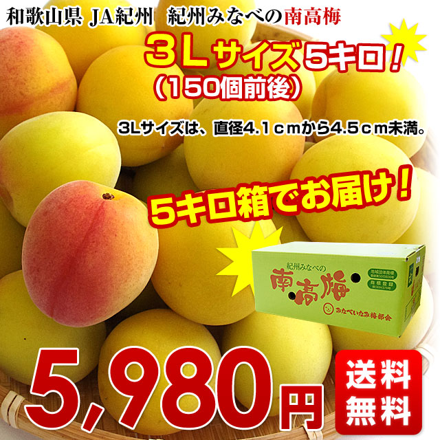 和歌山県産 JA紀州 みなべの南高梅 3Lサイズ5キロ 梅 梅干 梅干し 梅酒