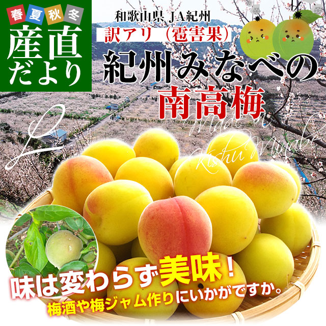 和歌山県産 JA紀州 みなべの南高梅 Lサイズ 訳アリ（雹害果） 約5キロ（260玉前後） 梅 梅干 梅干し 梅酒 梅サワー 梅ジャム うめ ウメ｜sanchokudayori｜02