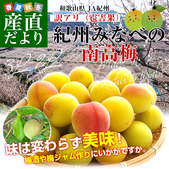 和歌山県産 JA紀州 みなべの南高梅 3Lサイズから2Lサイズ 訳アリ（雹害果） 約5キロ（150玉から200玉前後） 梅 梅干 梅干し 梅酒 梅サワー 梅ジャム うめ ウメ｜sanchokudayori｜02