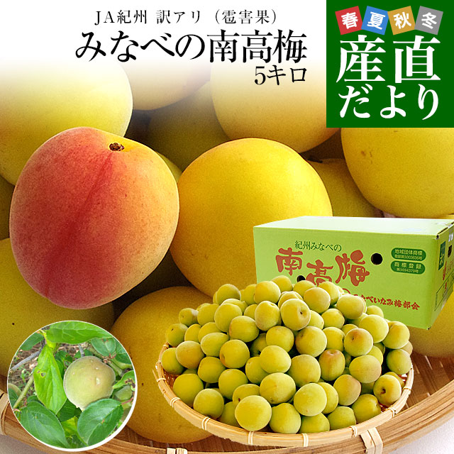 和歌山県産 JA紀州 みなべの南高梅 3Lサイズから2Lサイズ 訳アリ（雹害