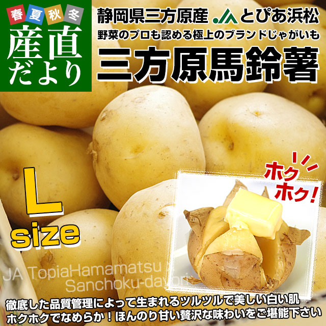 静岡県産 JAとぴあ浜松 三方原馬鈴薯（男爵） Lサイズ 5キロ