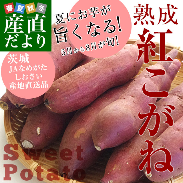 茨城県より産地直送 JAなめがたしおさい さつまいも「熟成紅こがね」 Mサイズ 約5キロ（18本前後） 送料無料 行方 薩摩芋｜sanchokudayori｜02