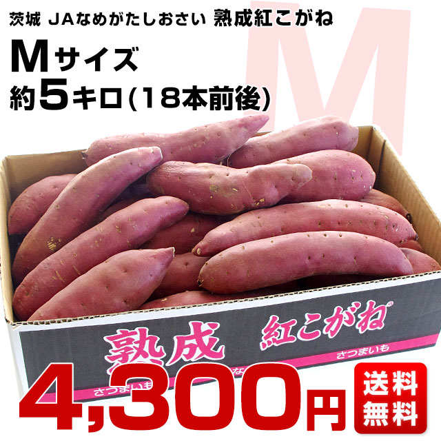 茨城県より産地直送 JAなめがたしおさい さつまいも「熟成紅こがね」 Mサイズ 約5キロ（18本前後） 送料無料 行方 薩摩芋｜sanchokudayori｜03