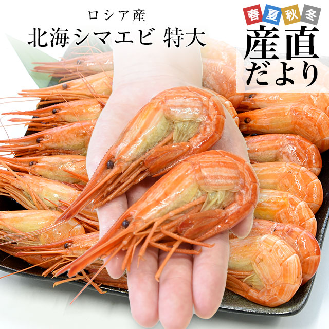 北海道より直送 特大 北海シマエビ Ｌサイズ 500ｇ(20尾前後) 送料無料 しまえび 縞えび エビ