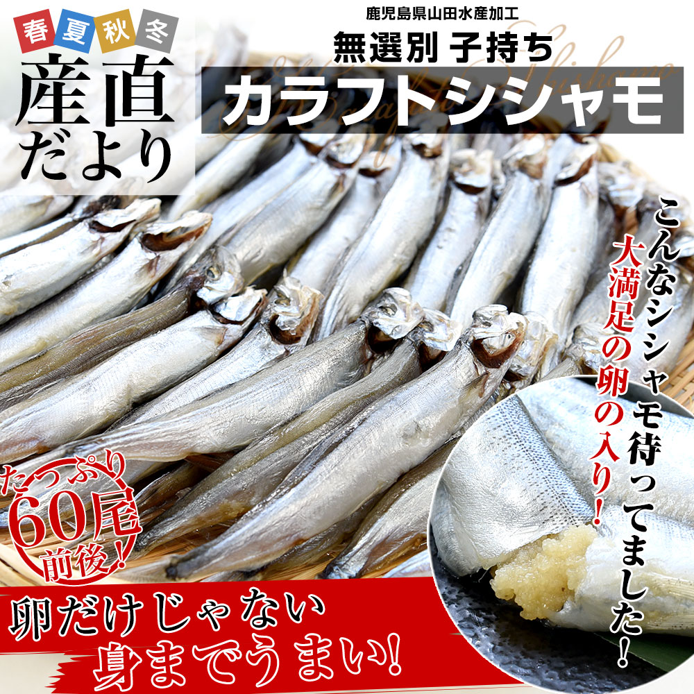 鹿児島県山田水産より発送 鹿児島県加工サイズ無選別 子持ちカラフト