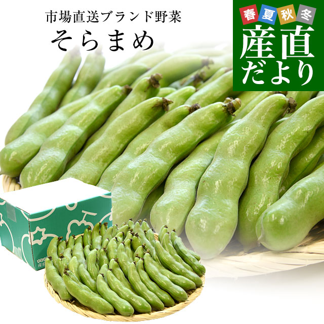 厳選産地の極上そら豆 秀品 Lサイズ 約2キロ（37本前後）送料無料