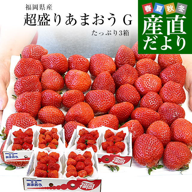 茨城県産 生栗 約2キロ 2Lサイズ 送料無料 大粒栗 和栗 くり マロン
