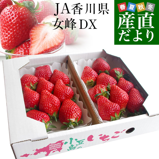 いちご 香川県より産地直送 女峰いちご DXタイプ 460g (230g×2P：6粒から14粒
