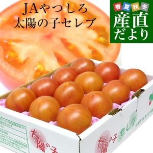 熊本県より産地直送 JAやつしろ 太陽の子セレブ フルーツトマト 約1キロ LからSサイズ(９玉から16玉) 送料無料 とまと