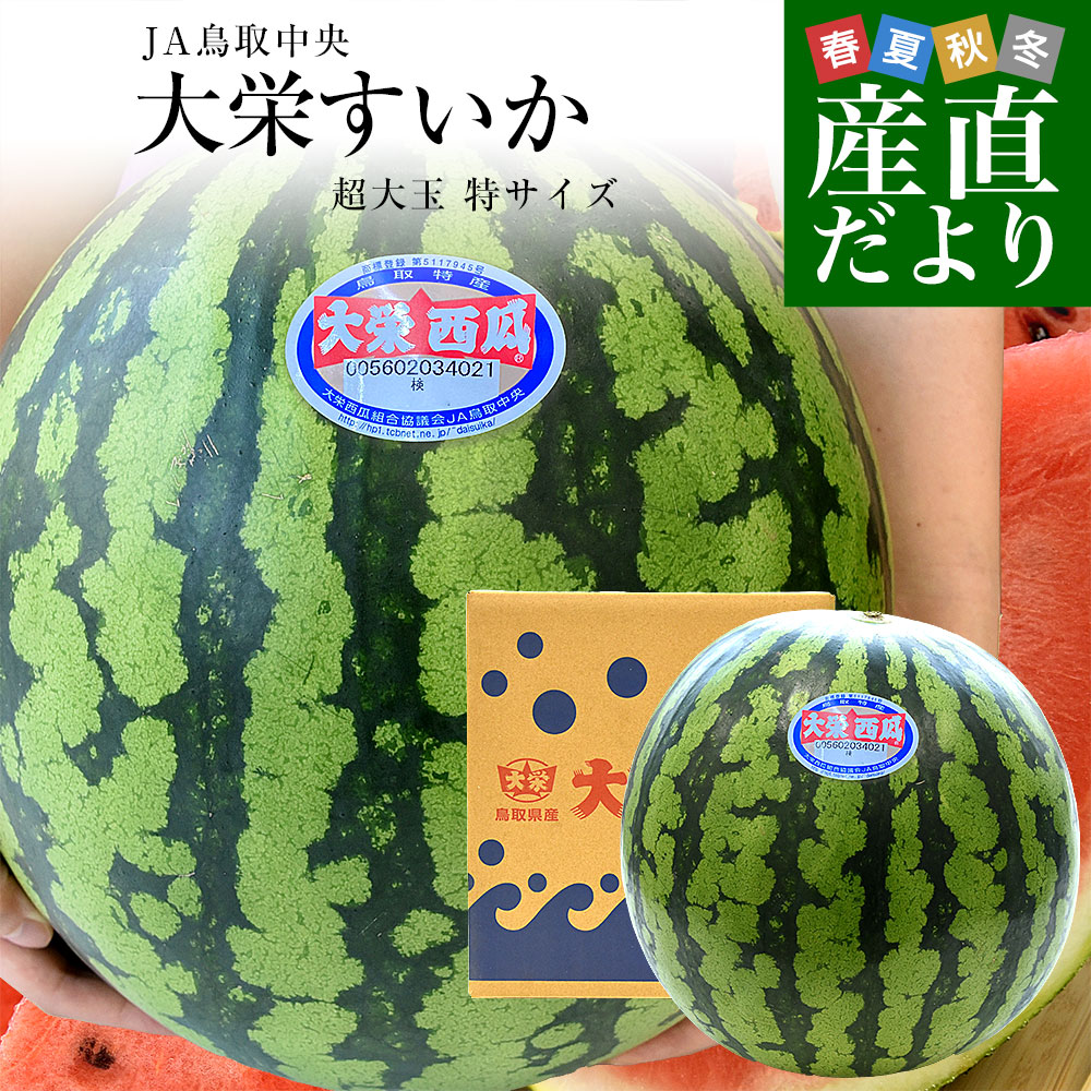 鳥取県 JA鳥取中央 大栄すいか 秀品 超大玉 特サイズ 11キロ以上 1玉