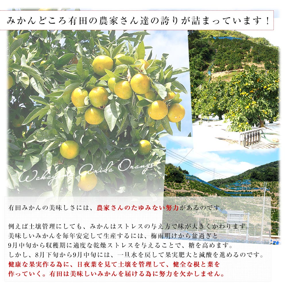 日本全国選抜！最上級ブランドみかん 4種詰め合わせ (SQ・天・味ピカ