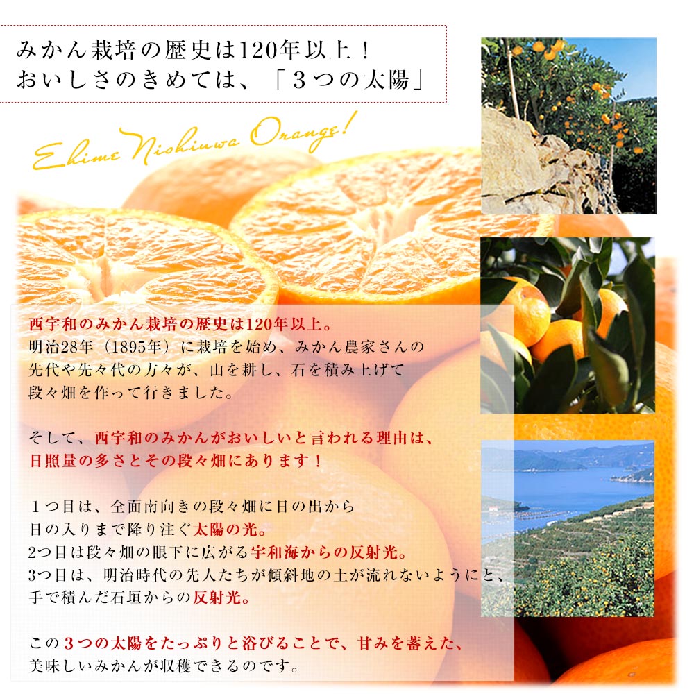 日本全国選抜！最上級ブランドみかん 4種詰め合わせ (SQ・天・味ピカ