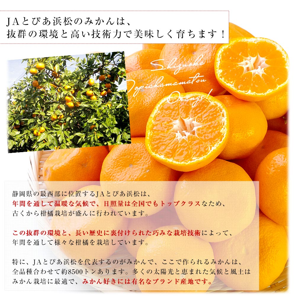 日本全国選抜！最上級ブランドみかん 4種詰め合わせ (SQ・天・味ピカ