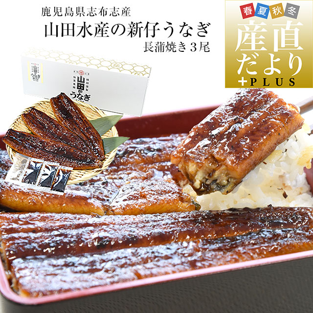 鹿児島県志布志産 山田水産の新仔うなぎ 長蒲焼き 大型160g前後×3尾 