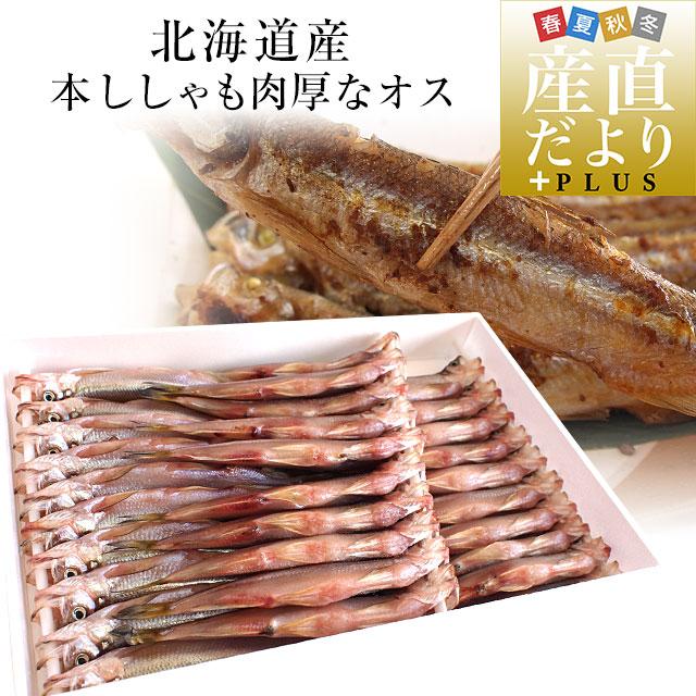 Yahoo! Yahoo!ショッピング(ヤフー ショッピング)北海道産 本ししゃも 肉厚なオス 30尾入り化粧箱 送料無料 北柳葉魚 本シシャモ　シーフード