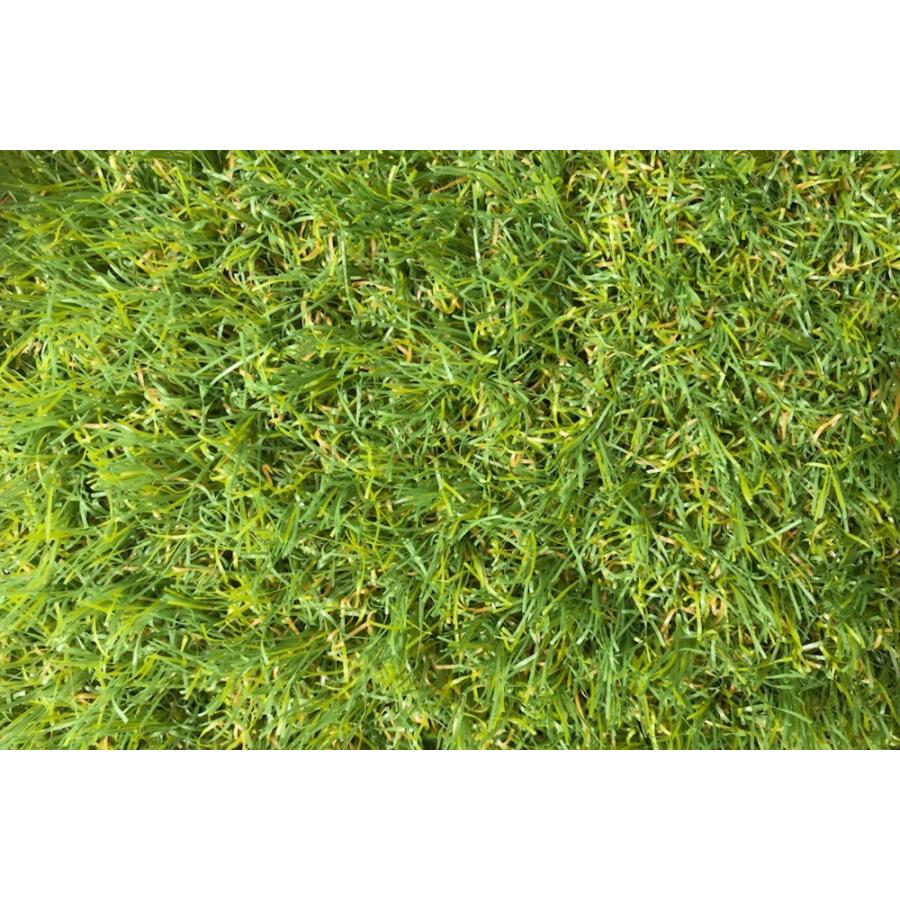 人工芝 ロール式 幅180cm 1m 日本製 防炎 芝丈30mmフリーカット リアル 芝 芝生 マット ベランダ ガーデニング 玄関 シート 敷き詰め 安全 安心 Hhi Sancota Interior 通販 Yahoo ショッピング 人工芝 ロール式 幅180cm 1m 日本製 防炎 芝丈30mmフリーカット リアル 芝 芝生 マット ベランダ ガーデニング 玄関 シート 敷き詰め 安全 安心 Hhi Sancota Interior 通販 Yahoo ショッピング