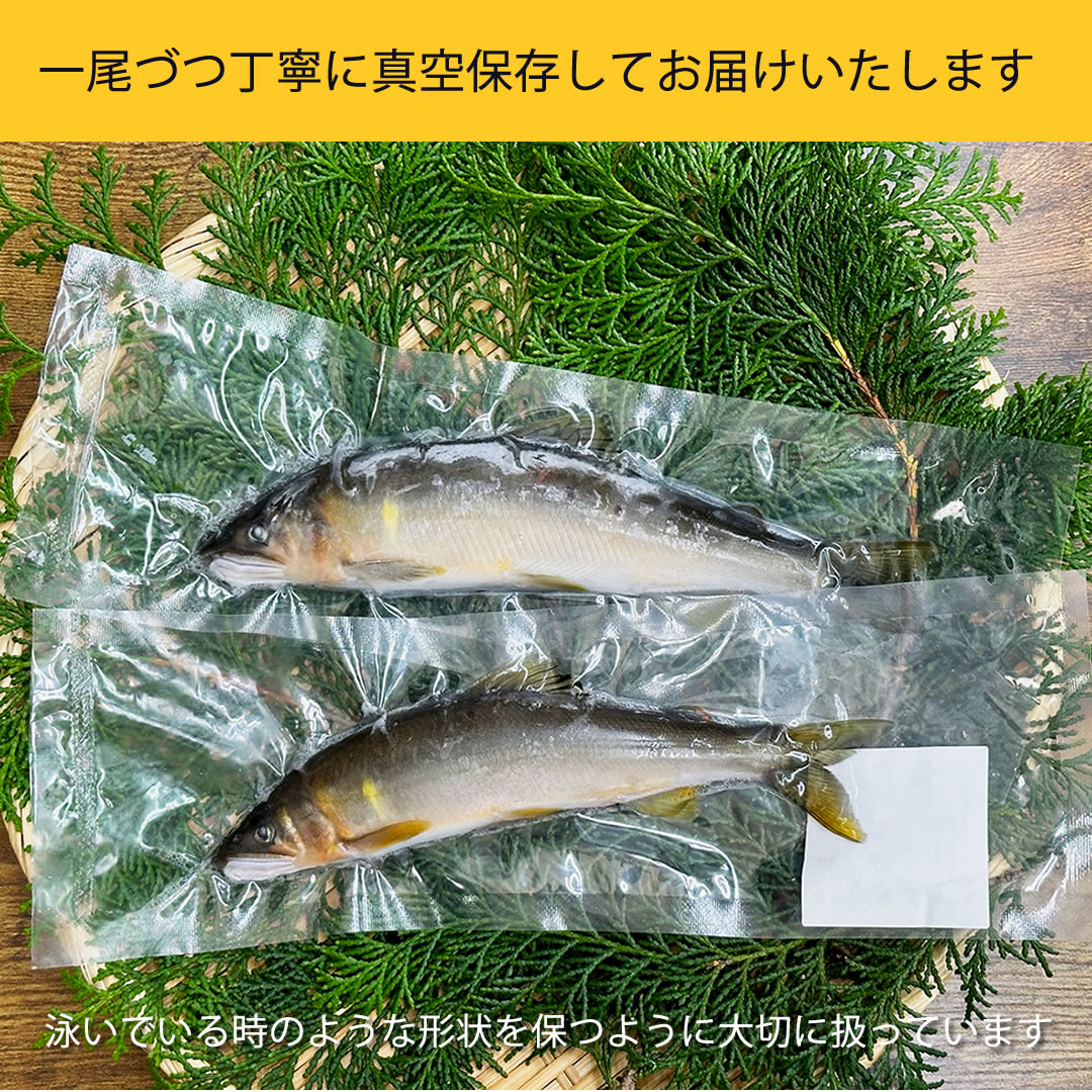 冷凍鮎 天然鮎 茨城県久慈川産 天然鮎冷凍