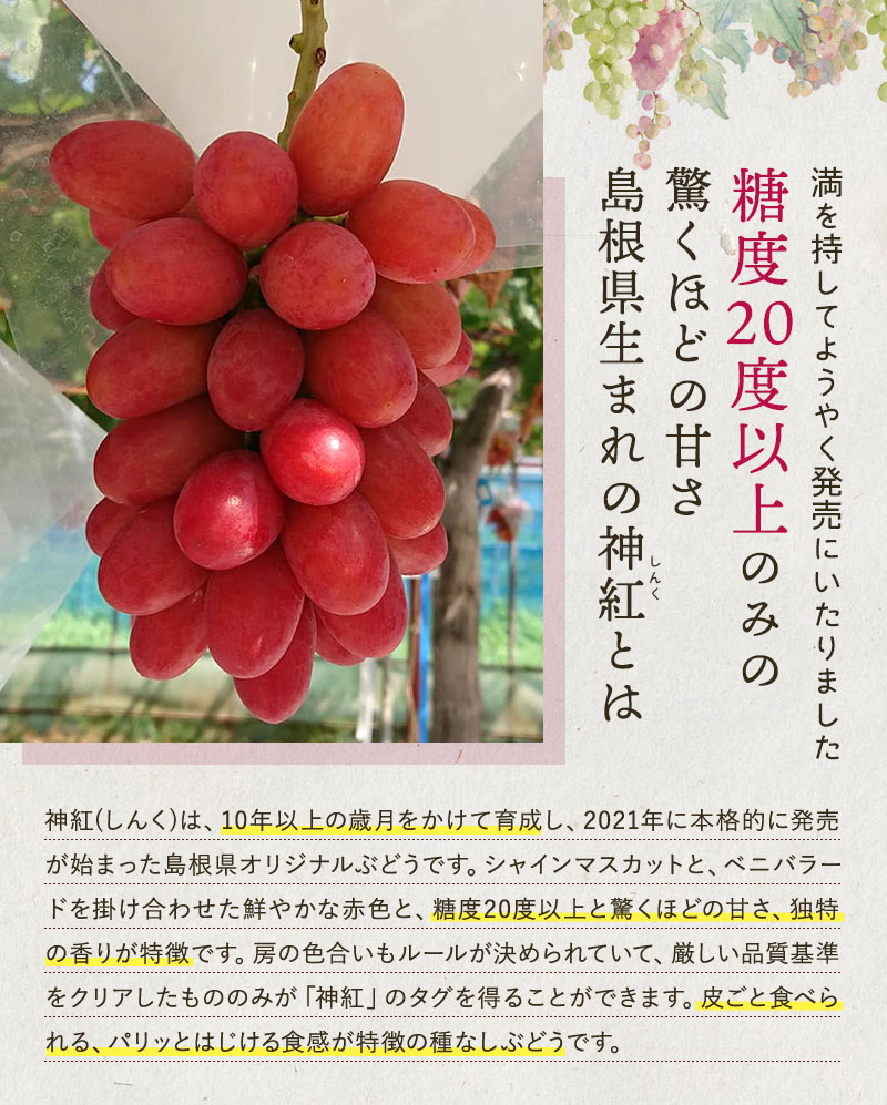 島根県産 ぶどう 神紅・シャインマスカット詰合せ 各1房 足立ぶどう園