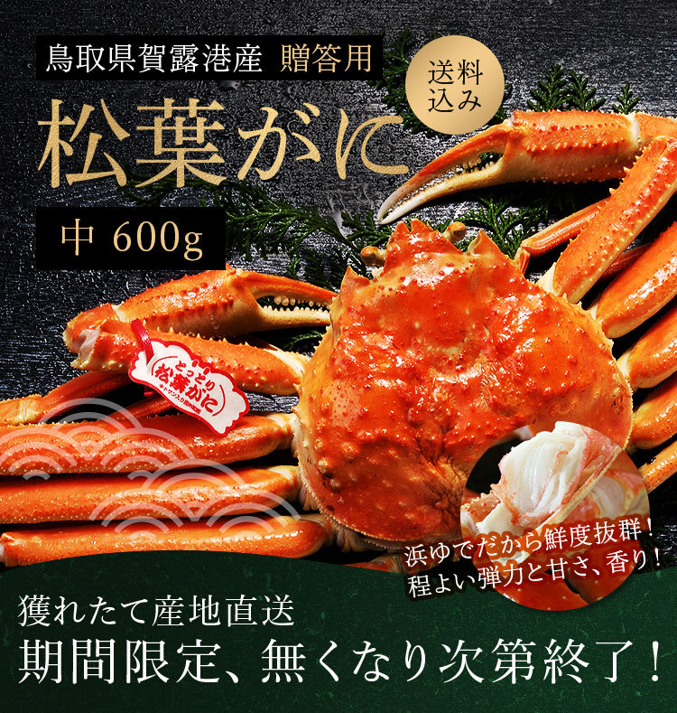 予約 浜ゆで松葉ガニ 鳥取県賀露港産 タグ付き 中（約600g）贈答用