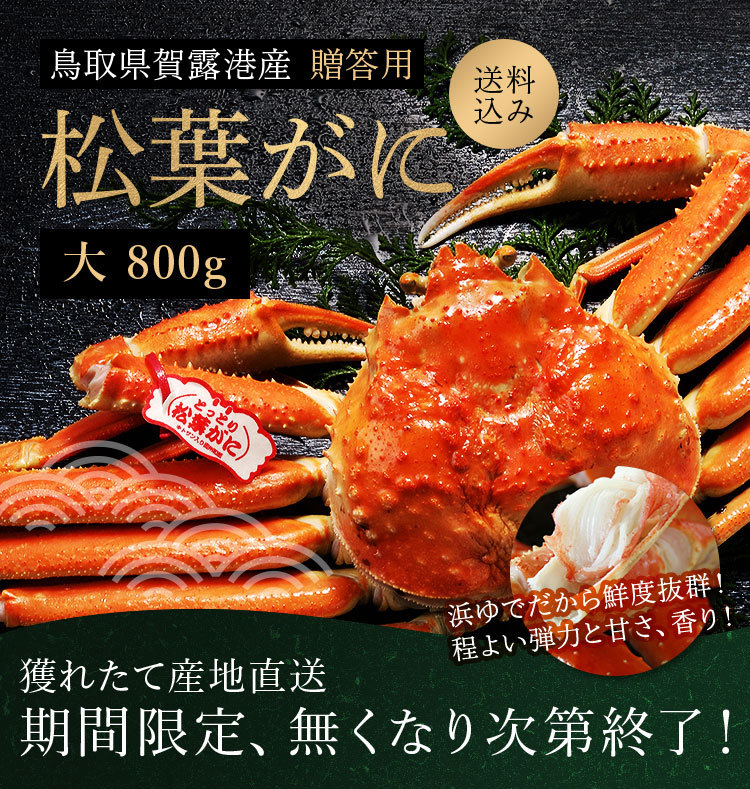 予約 浜ゆで松葉ガニ 鳥取県賀露港産 タグ付き 大（約800g）贈答用