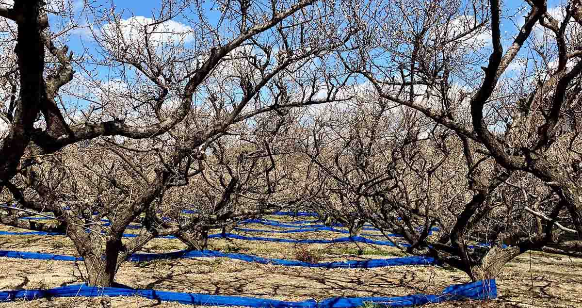 愛須食品 和歌山県産 紀州南高梅 梅干家あいす 本気のすっぱい梅干し