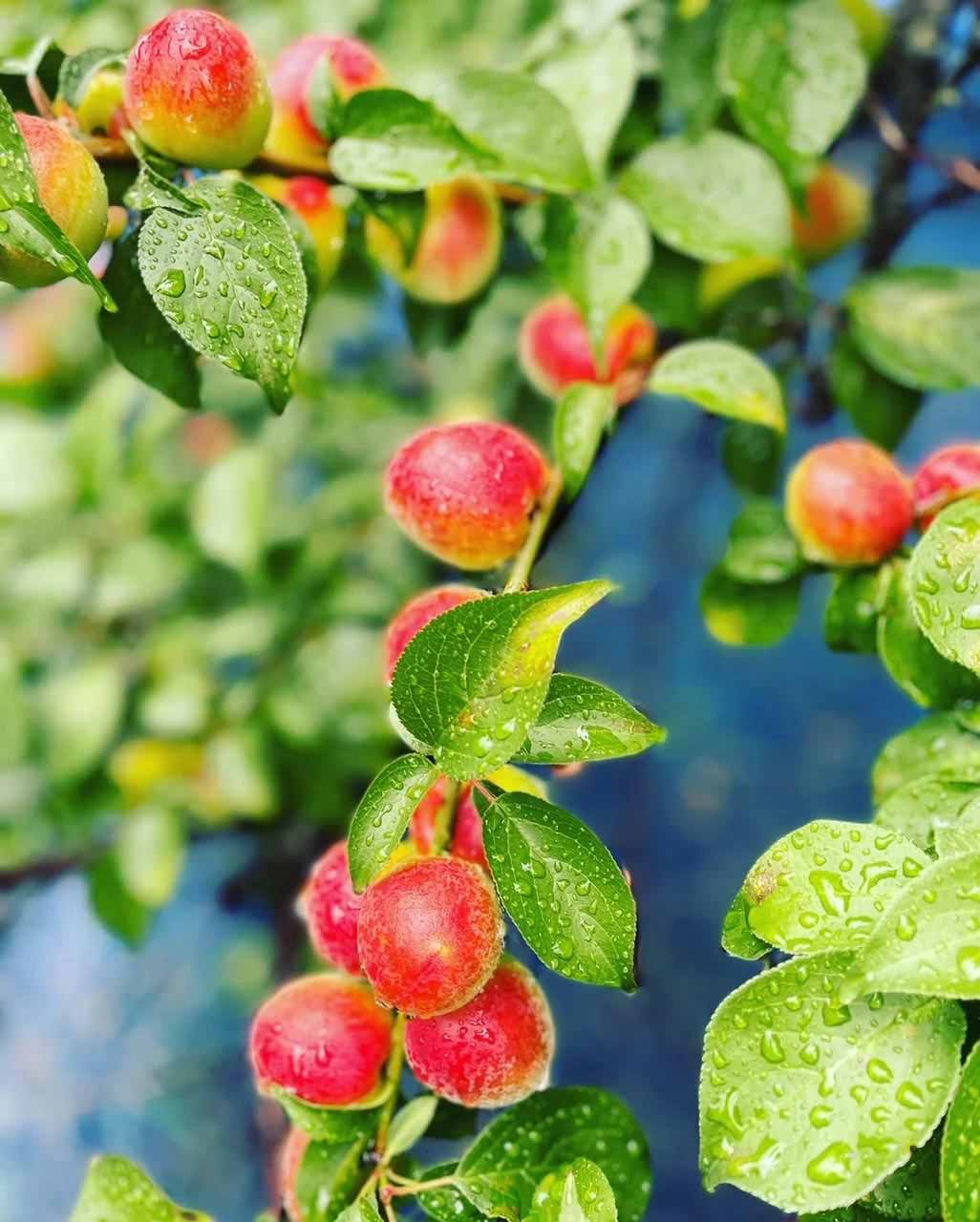 愛須食品 和歌山県産 紀州南高梅 梅干家あいす 本気のすっぱい梅干し