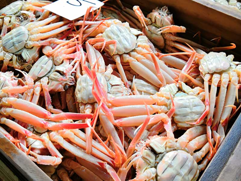 【訳あり】 アイブリッジ 兵庫県香住産 セコガニ