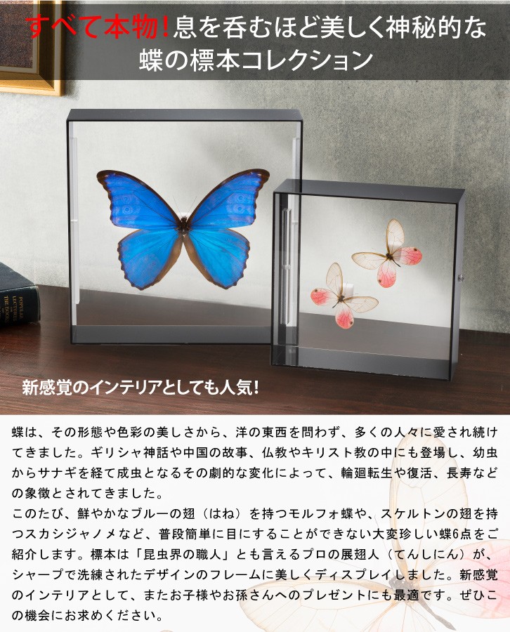 KY-1016 蝶の標本コレクション シボリアゲハ : 三宝堂Yahoo!店