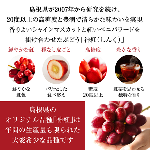⑧【島根県産】神紅(しんく)ぶどう 約2キロ 5〜3房(L〜3L)サイズお任せ 超希少品種『大房 神紅（しんく）』島根県産ぶどう 1房 600