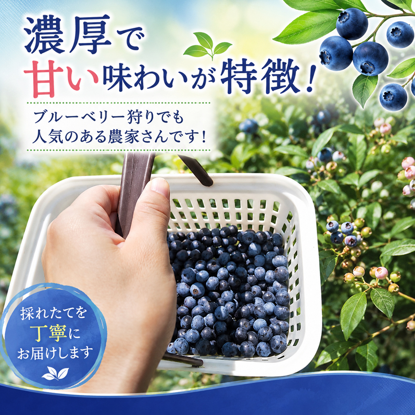 3日営業日以内に発送 ブルーベリー 完熟 無農薬 島根 生ブルーベリー