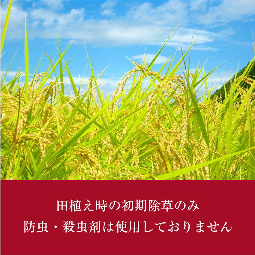 10kg （5kg×2袋）生活応援米 新米 香川県産 コシヒカリ 令和7年産 白米