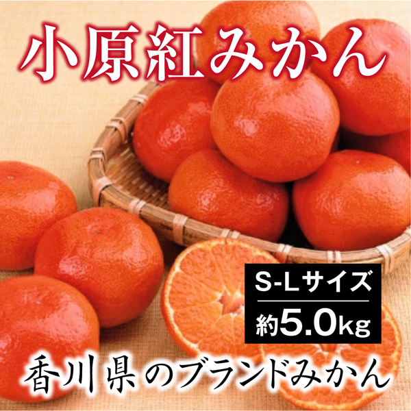 小原紅 みかん S-Lサイズ 約5kg 香川県 奇跡のみかん 小原紅早生金時みかん 紅くて 甘い :obarabeni-mikan5:サンタの贈り物  - 通販 - Yahoo!ショッピング